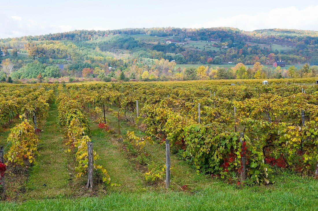 Vineyards Finger Lakes Region New York Winery