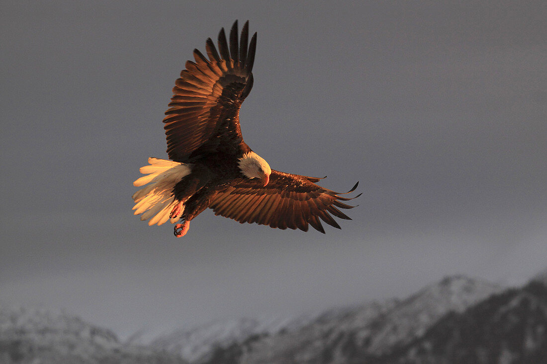 Bald Eagle, Haliaeetus leucocephalus, Weisskopfseeadler, Homer, Kenai Peninsula, Alaska, USA