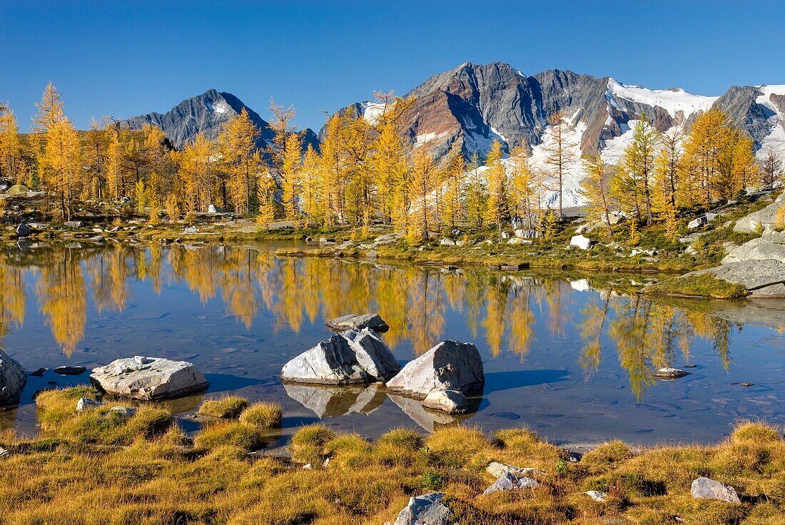 Mount Macbeth 10020 ft 3054 m and alpine larches Larix lyallii reflected in tarn at Monica Meadows, Purcell Mountains British Columbia