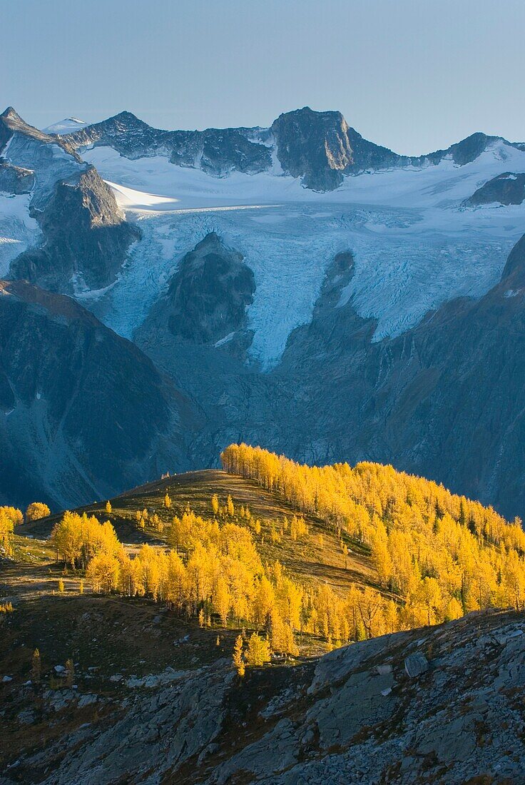 Alpine larches Larix lyallii in autumn foliage are lit by the evening sun, the Horseshoe Glacier is in the background  Purcell Mountains British Columbia