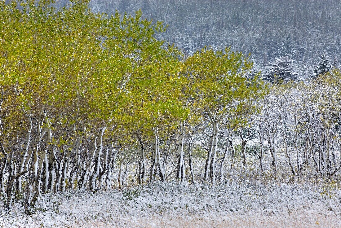 Aspen Populus tremuloides grove after autumn snow, Glacier National Park Montana