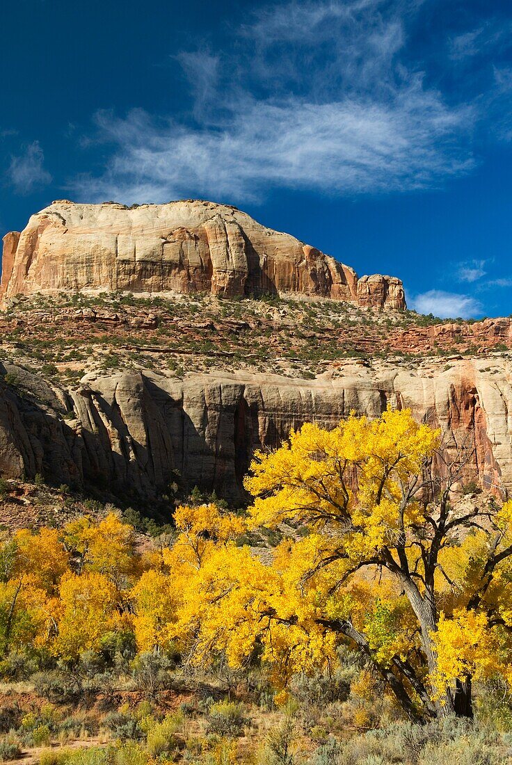 Cottonwood trees displaying brilliant autumn foliage along Indian Creek Canyon Utah