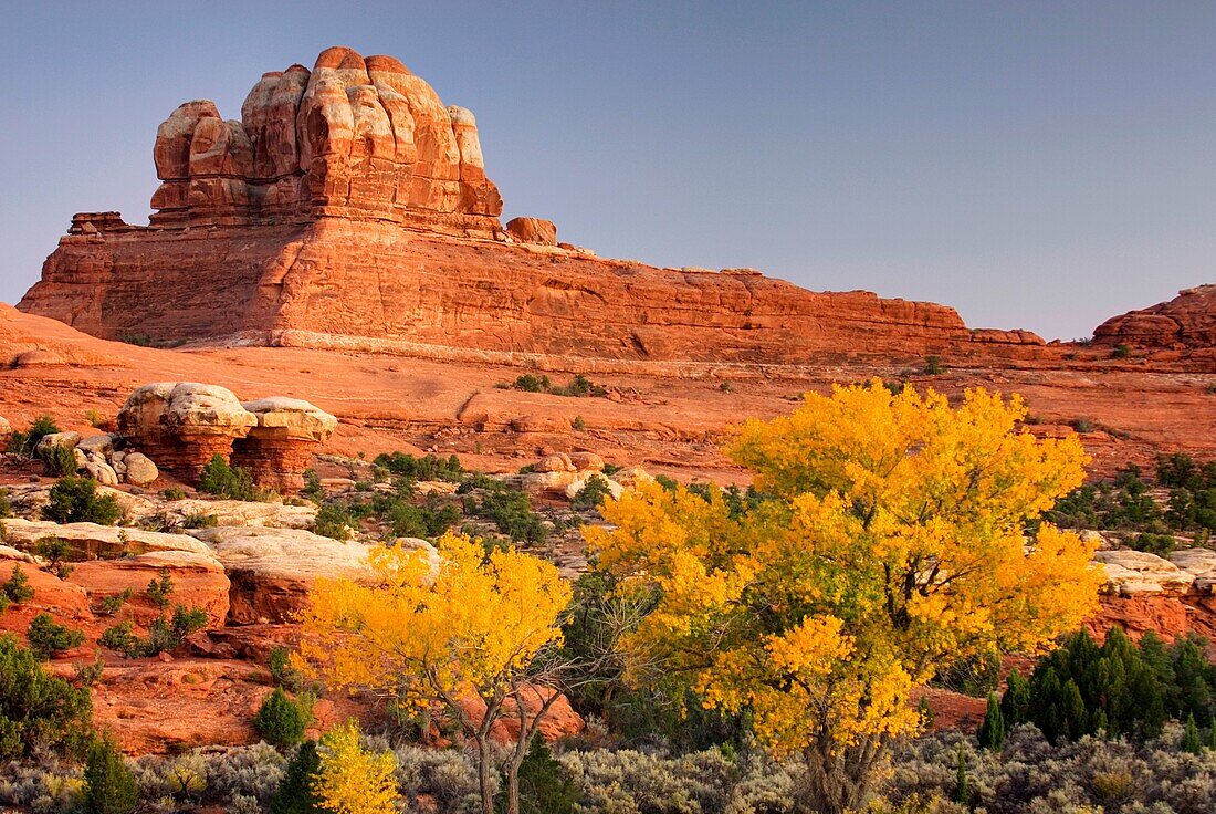 Cottonwood trees displaying brilliant autumn foliage in Squaw Canyon at dusk, Canyonlands National Park Utah USA