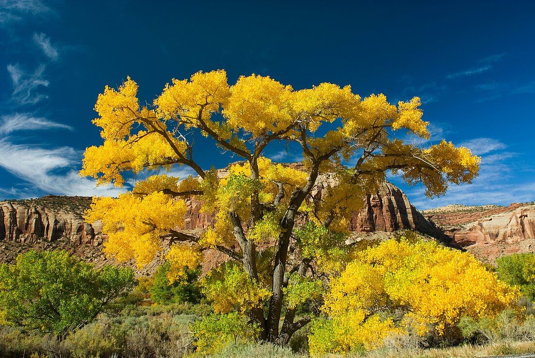 Cottonwood trees displaying brilliant autumn foliage along Indian Creek Canyon Utah