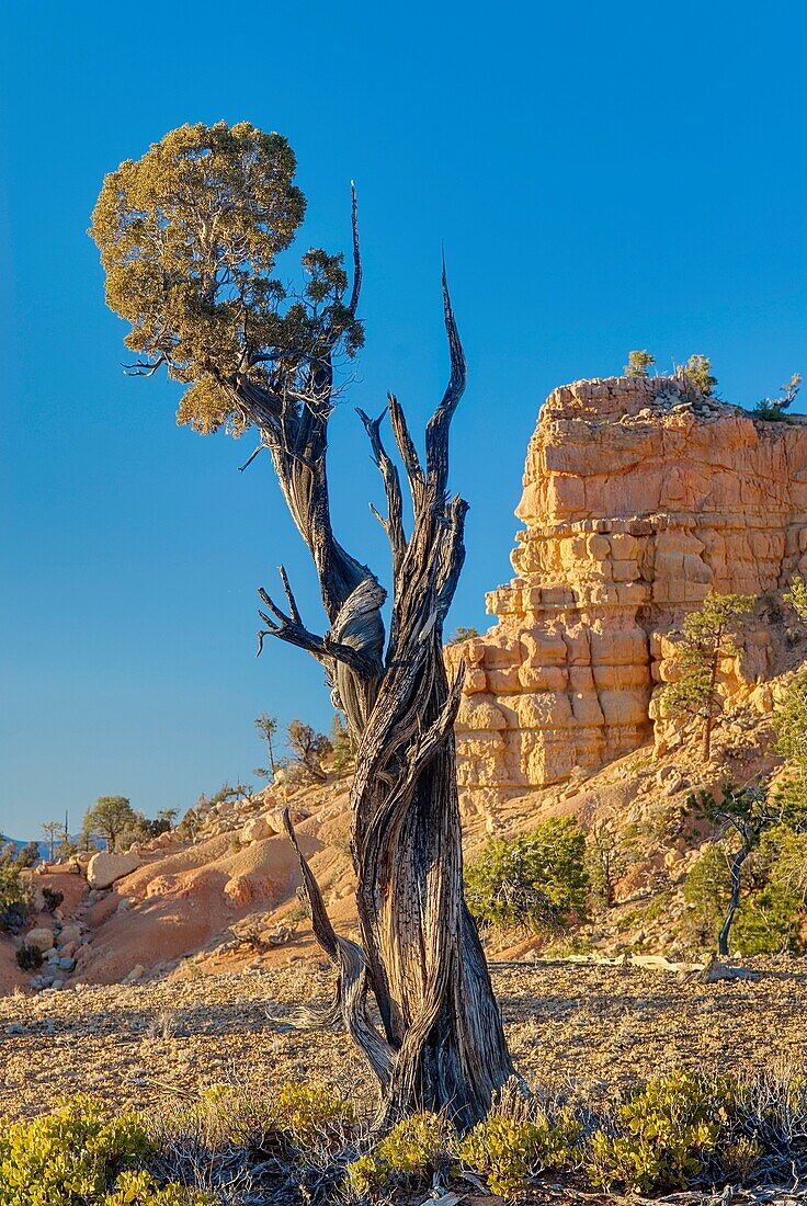 Weathered and gnarled Juniper tree Juniperus osteosperma, Red Canyon Dixie National Forest Utah