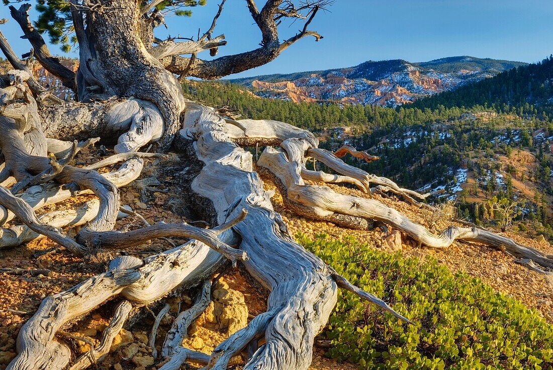 Ancient weathered and twisted Pinyon Pine Pinus edulis, Red Canyon of Dixie National Forest Utah