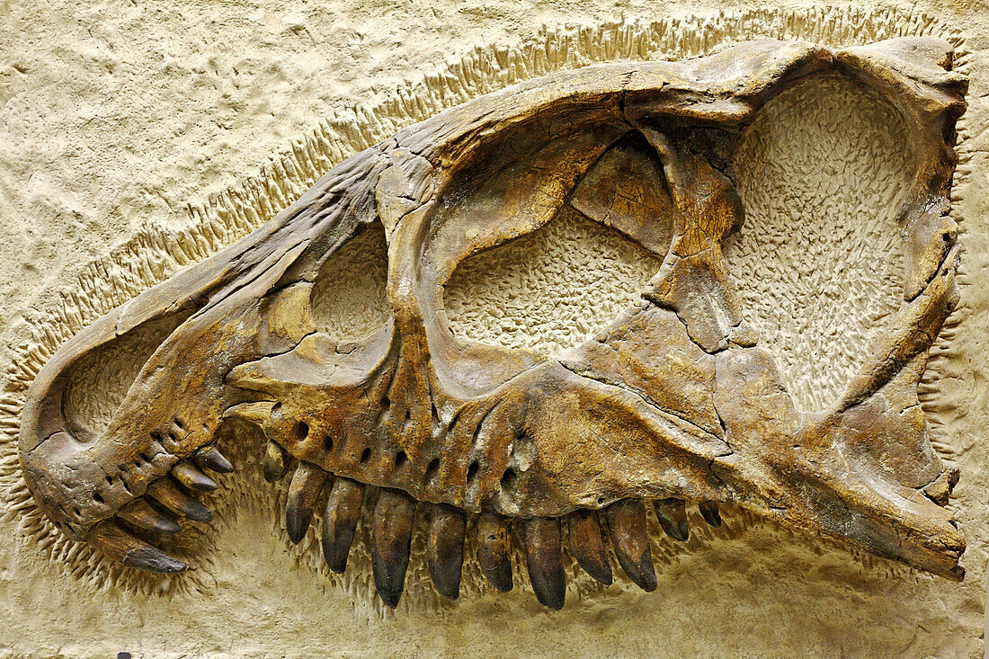 Skull of Mastodonsaurus torvus, Palaeontology museum, Moscow, Russia