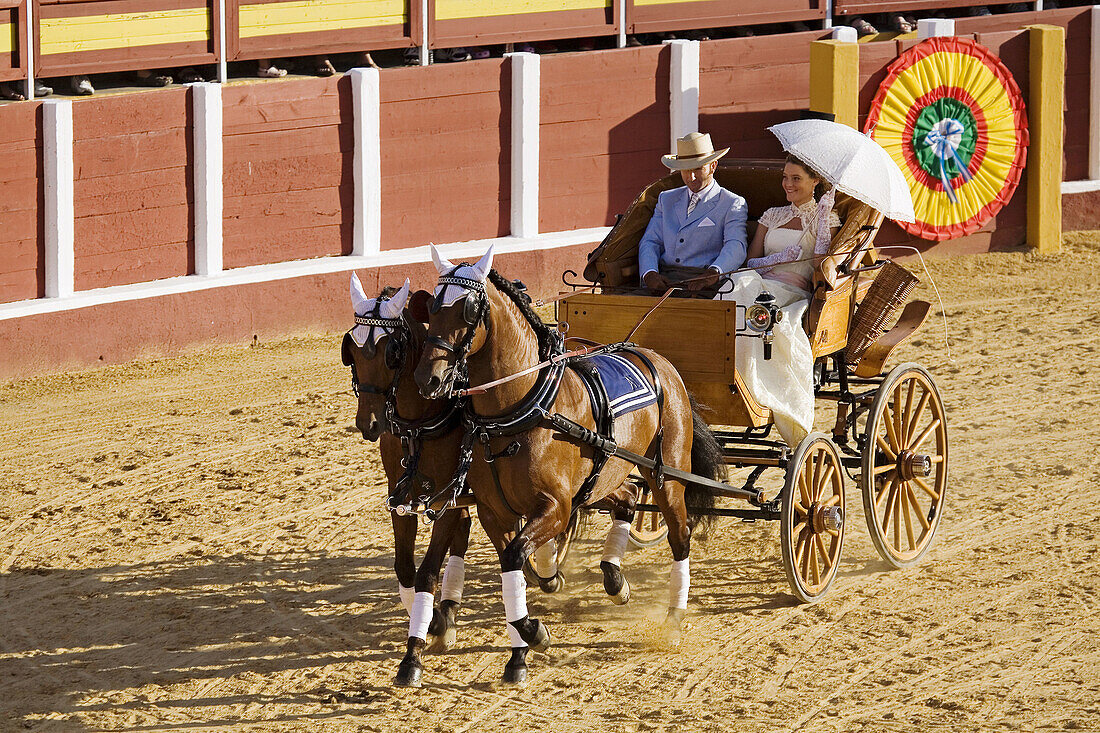 Harnessed horses national contest, fair of Fuengirola. Costa del Sol, Malaga province, Andalucia, Spain