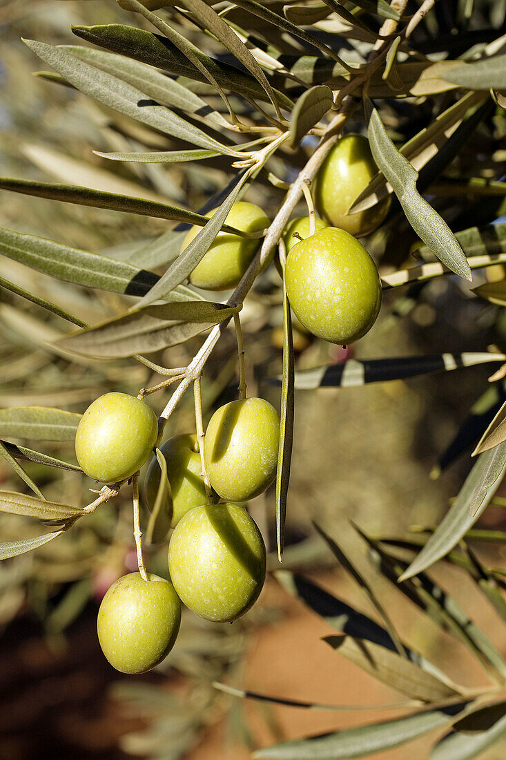 Olives, Andalucia, Spain