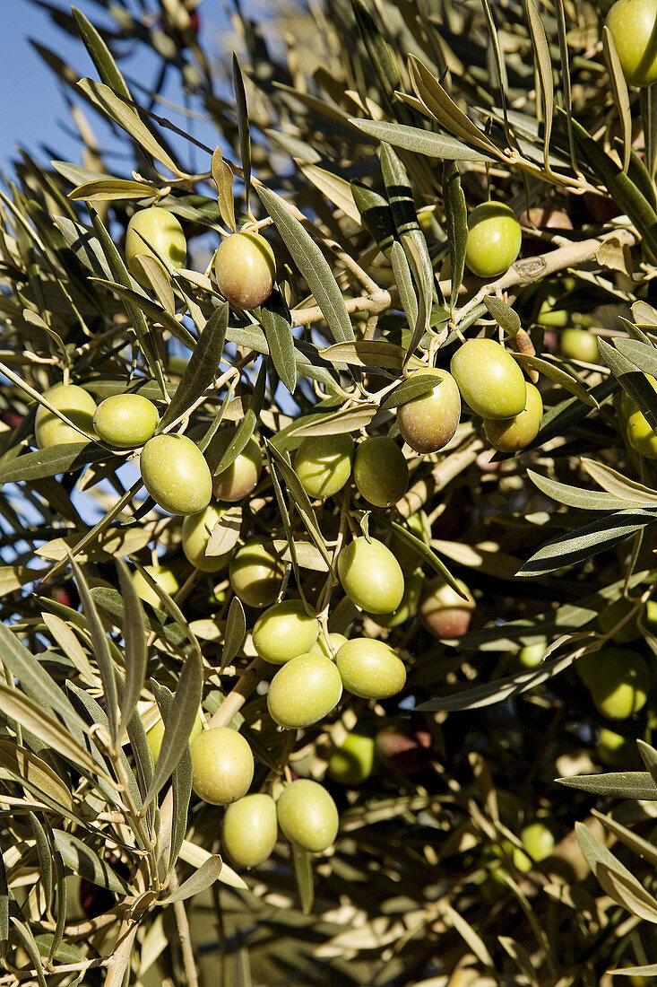 Olives, Andalucia, Spain