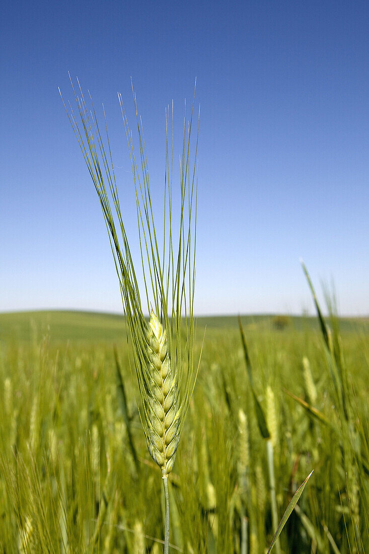 Wheat field, Antequera, Malaga province, Andalusia, Spain