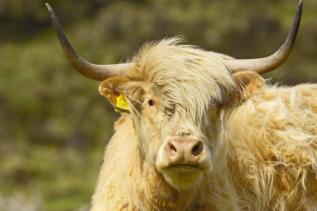 Scottish Highland cow, Skye island, Inner Hebrides, Scotland, UK