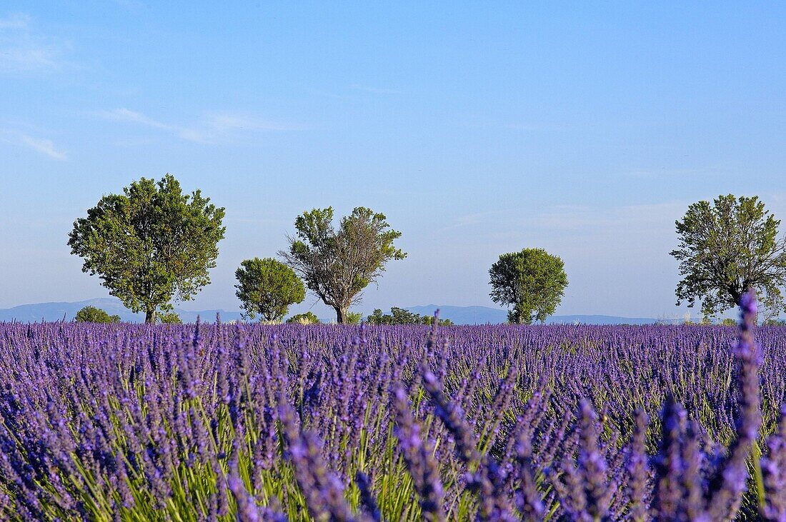 Lavender field in full blossom at Valensole plateau. Alpes-de-Haute-Provence, France