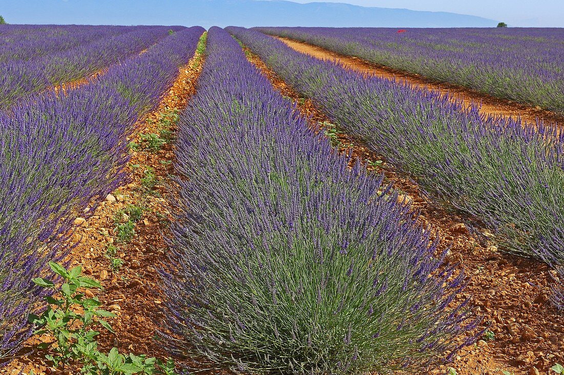 Lavender field in full blossom at Valensole plateau. Alpes-de-Haute-Provence, France