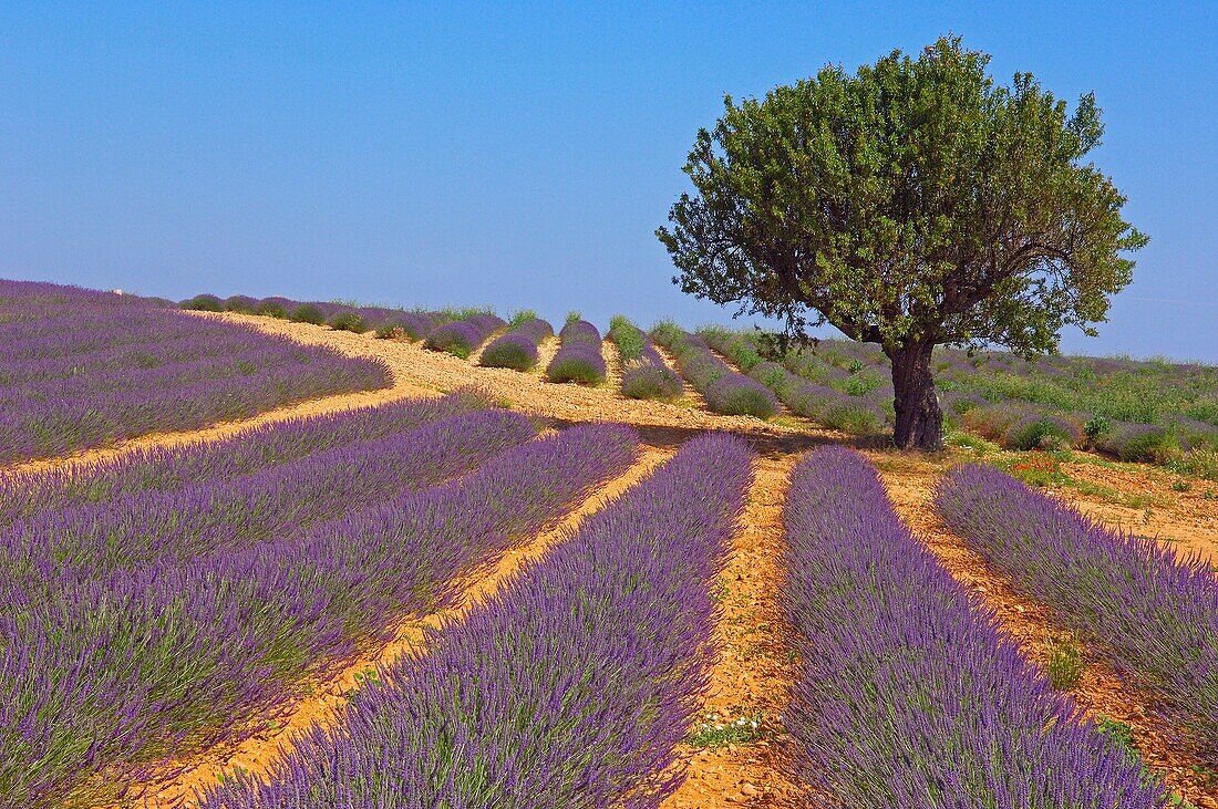 Lavender field in full blossom at Valensole plateau. Alpes-de-Haute-Provence, France