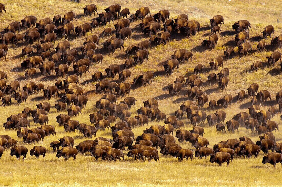 44th annual Buffalo roundup, Custer State Park, Black Hills, South Dakota USA