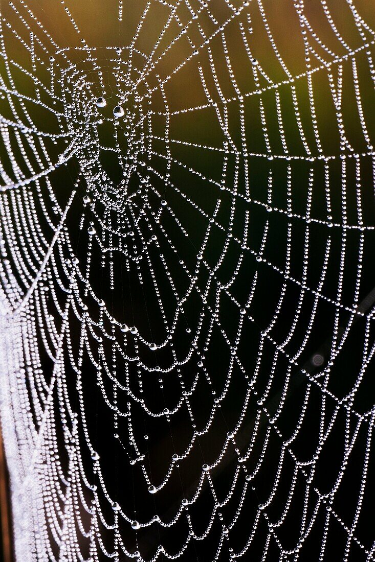 Autumn spider´s web covered with dew. Spiderweb is flooded with sunlight - Bavaria/Germany
