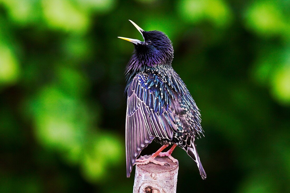 Starling  Sturnus vulgaris) perform the courtship display on wood in spring - Bavaria/Germany