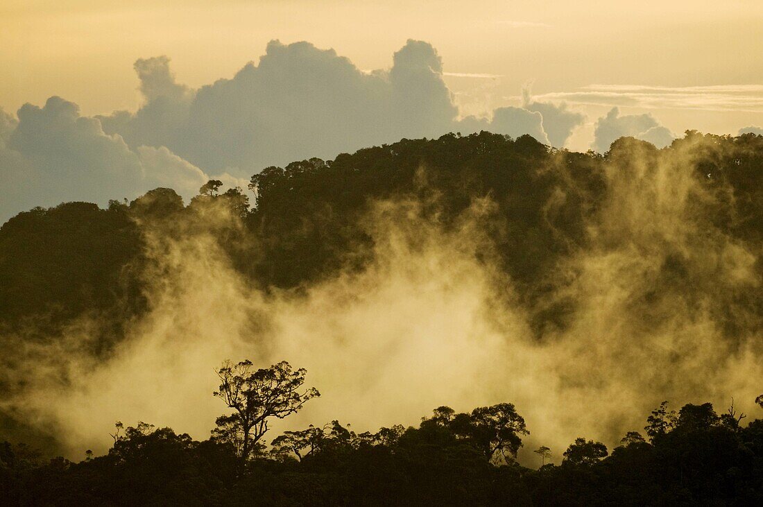 Mountain rainforest tropical weather Kinabalu National Park Sabah Borneo Malaysia