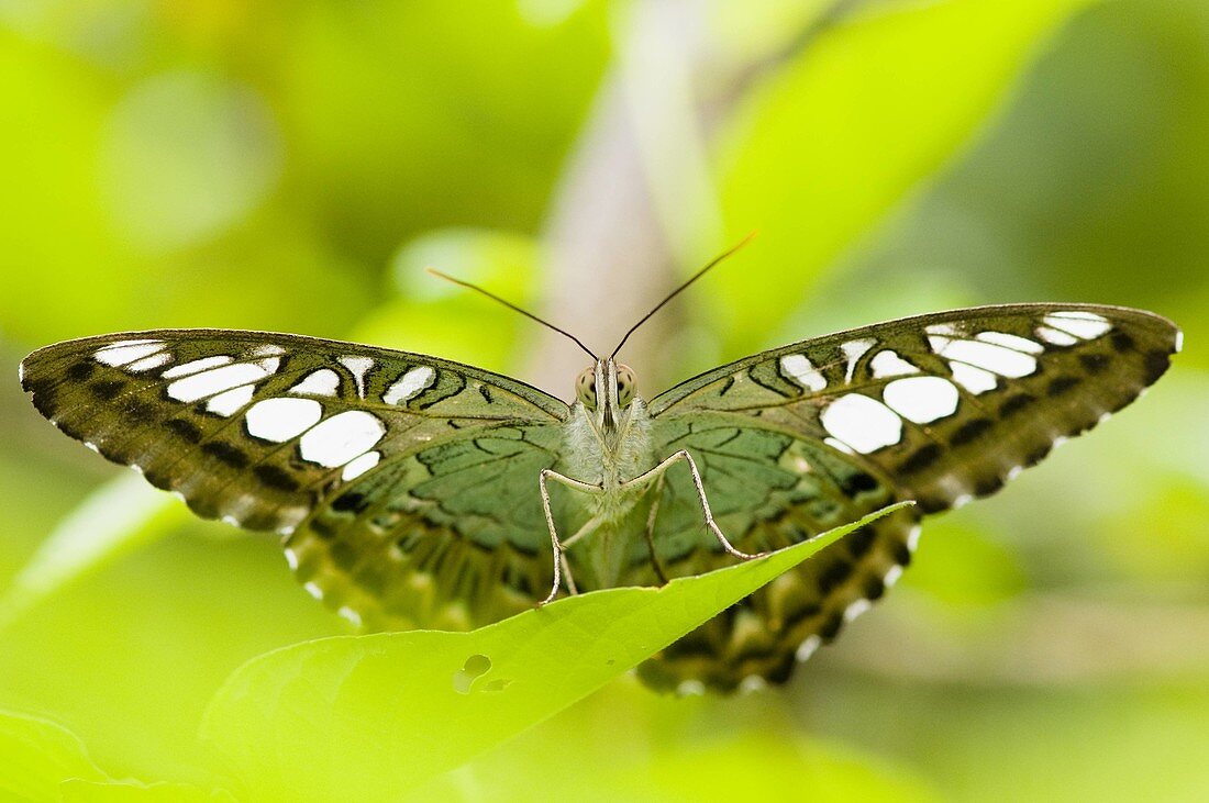 Clipper Parthenos sylvia nymphalid butterfly Poring rainforest Sabah Borneo Malaysia