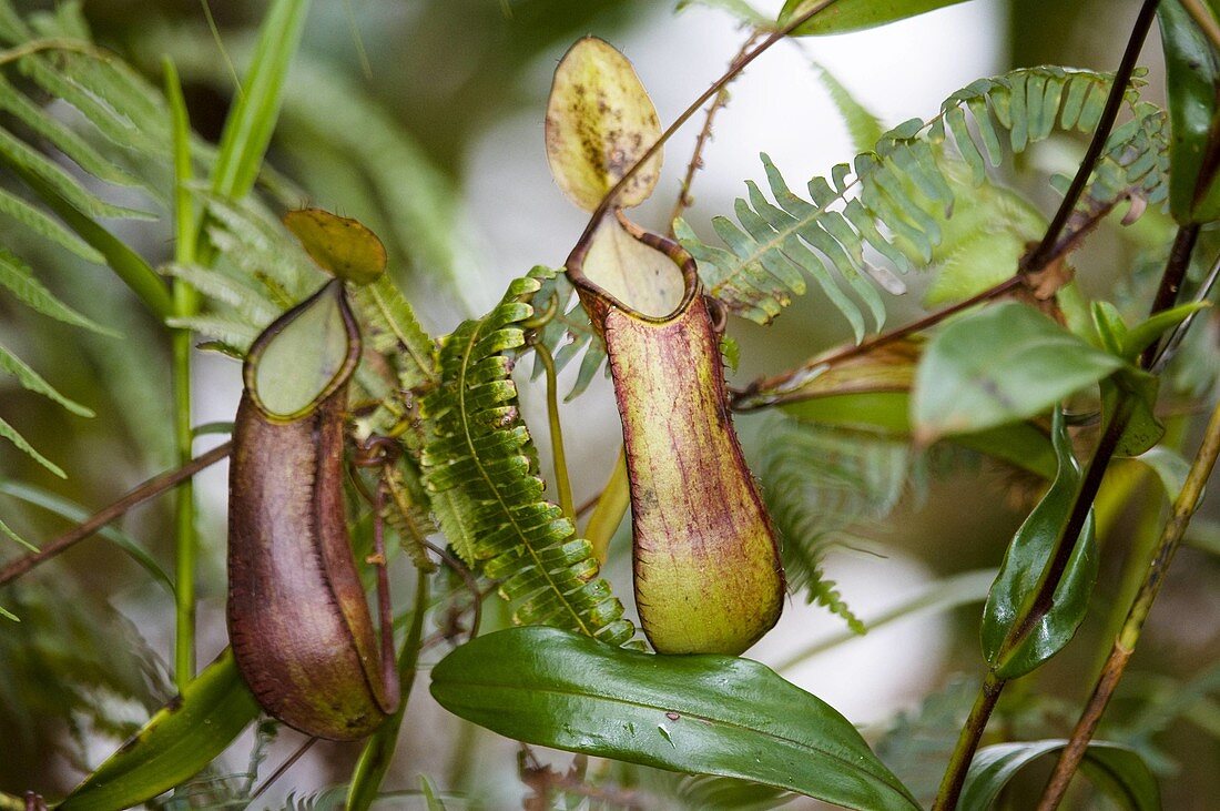 Pitcher plant Nepenthes tentaculata cloud forest Mount Kinabalu Kinabalu National Park Sabah Borneo Malaysia