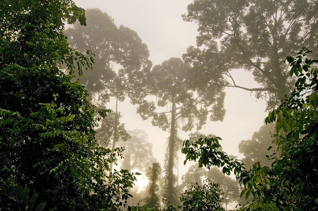 Danum Valley rainforest Sabah Borneo Malaysia