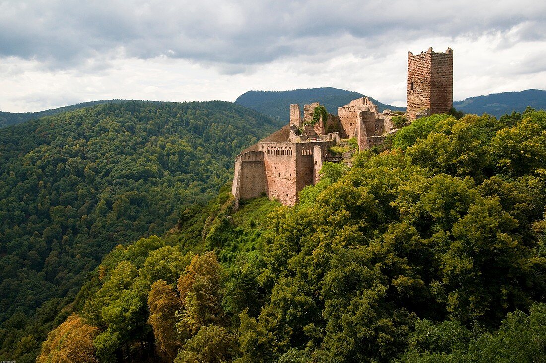 Ulrichsburg, castle near Ribeauvillé, leaf forest in the Vosges, Alsace, France