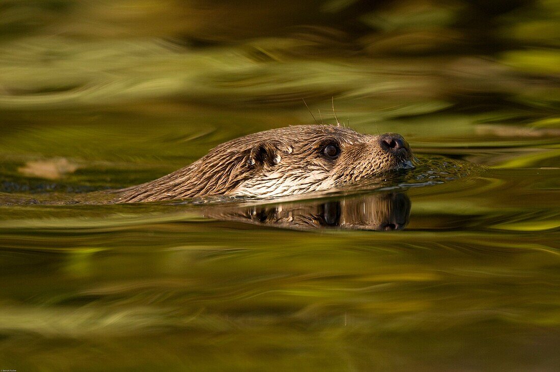 Otter Lutra lutra, swimming in a water pond, Bavaria, Germany