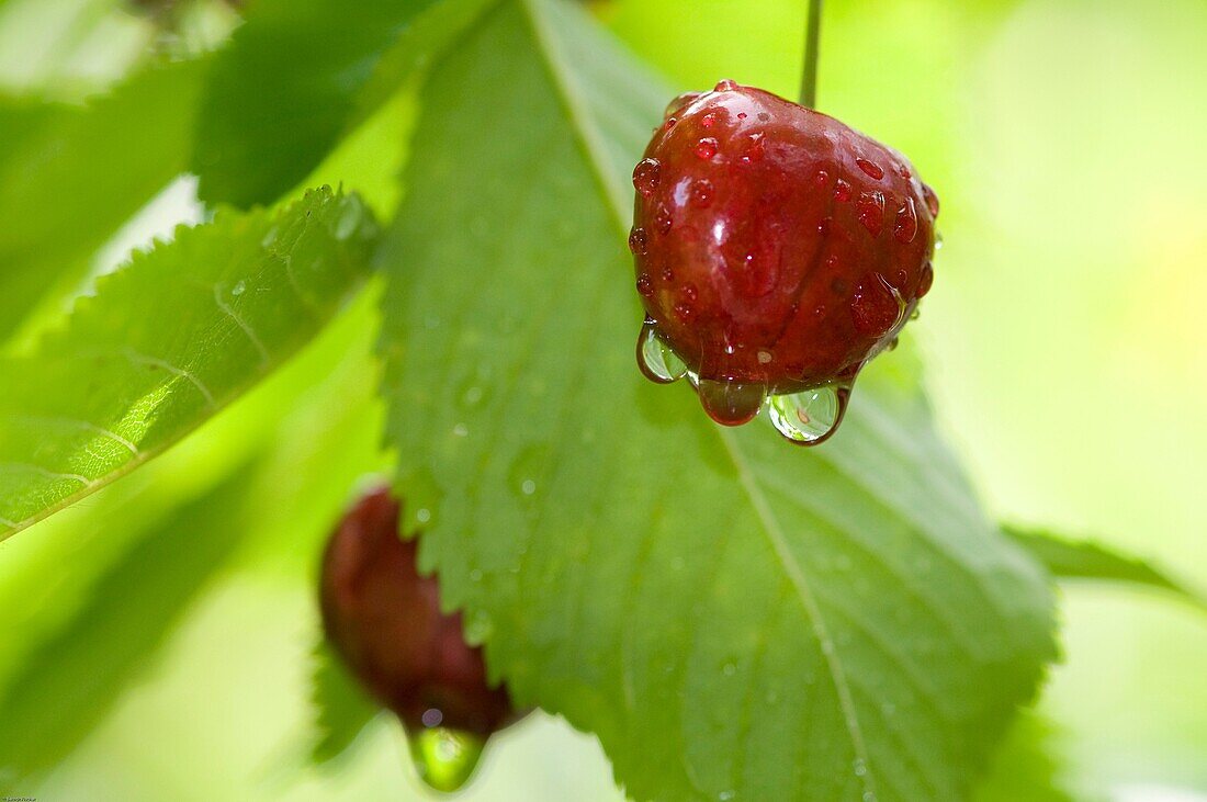 Cherry with raindrops, Bavaria, Germany
