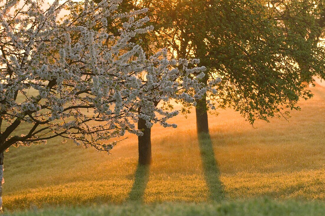 Orchard, fruit trees in flower, sunrise and morning fog, Franconian Switzerland, Bavaria, Germany