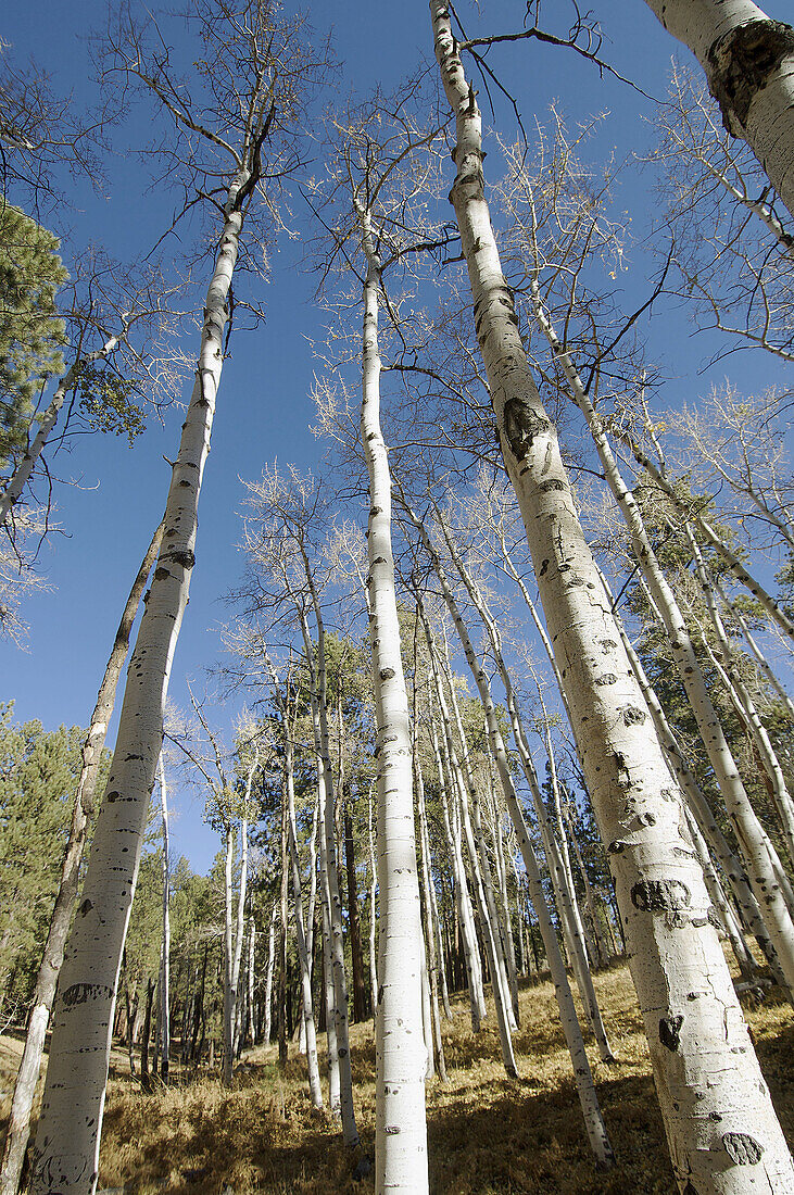 Bosque en el Parque nacional del Gran Can~o´n del Colorado; Estados Unidos