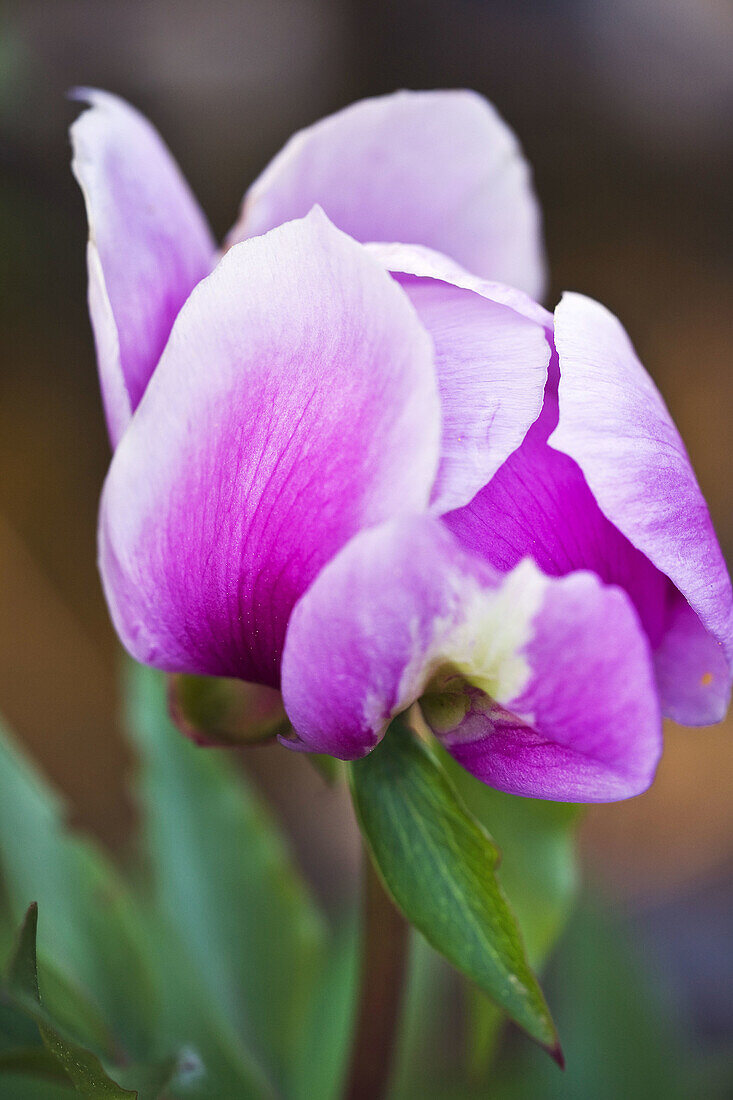 Rosa de San Jorge  paeonia broteri)