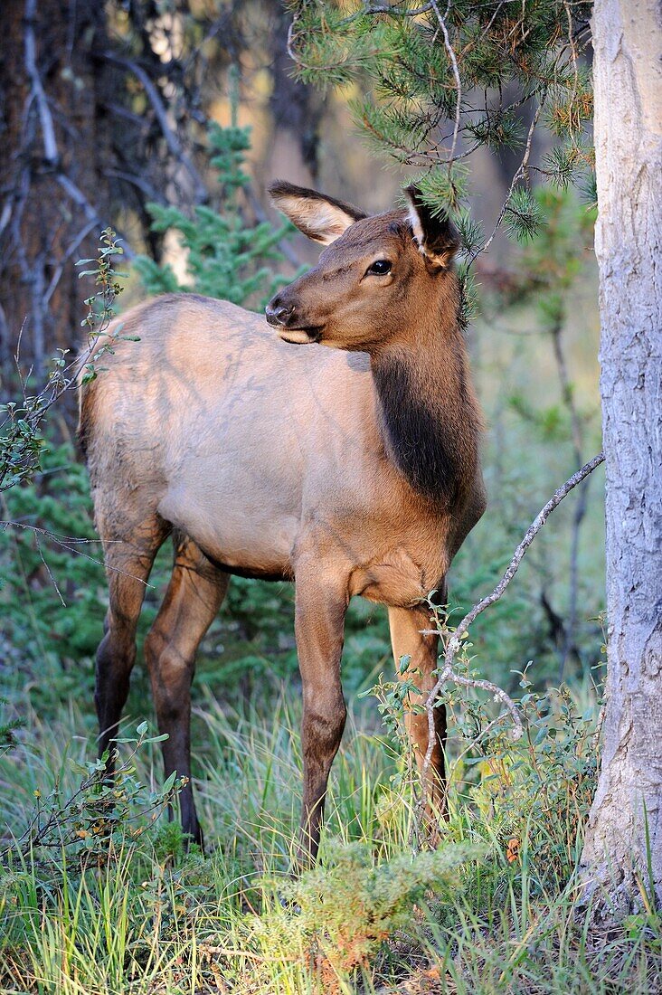 Elk calf Cervus canadensis in Jasper National Park  Rocky mountains, Alberta, Canada