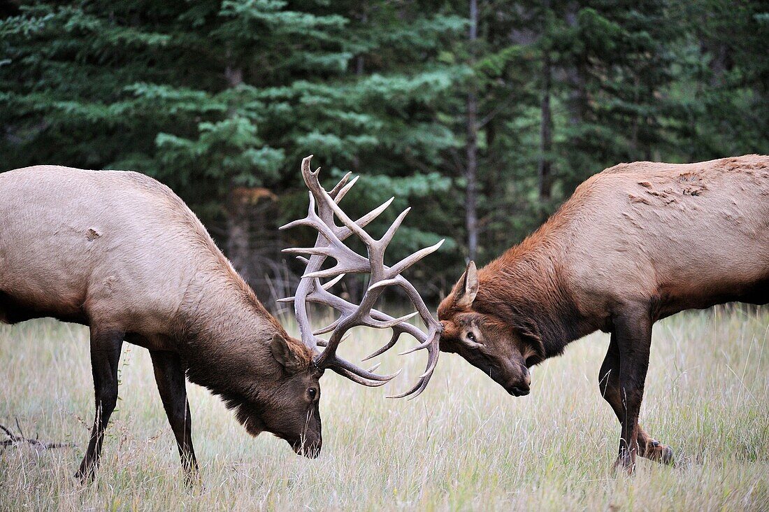 Two bull elk Cervus canadensis sparing in mating season  Jasper National Park, Rocky Mountains, Alberta, Canada