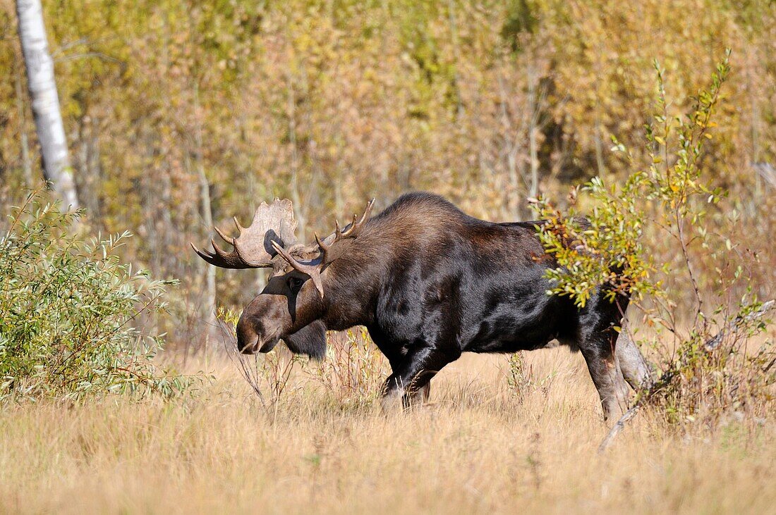 Bull moose Alces alces in Elk National Park  Alberta, Canada