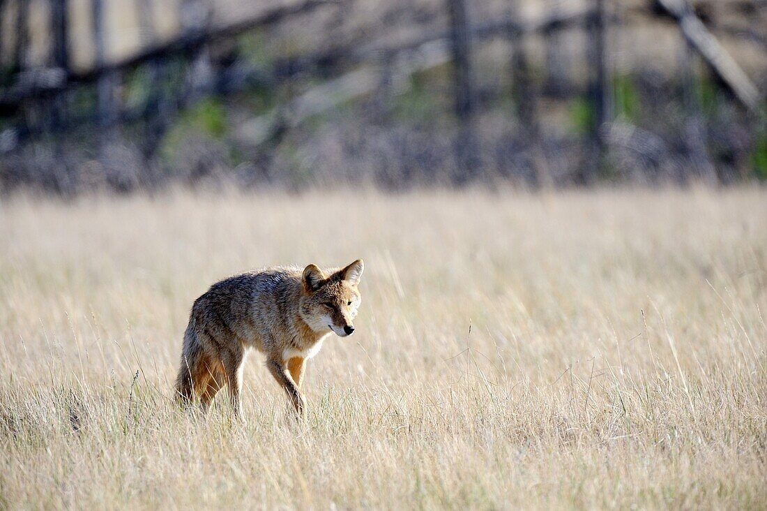 Adult coyote Canis latrans stalking prey in high grass  Jasper National Park, Rocky Mountains, Alberta, Canada