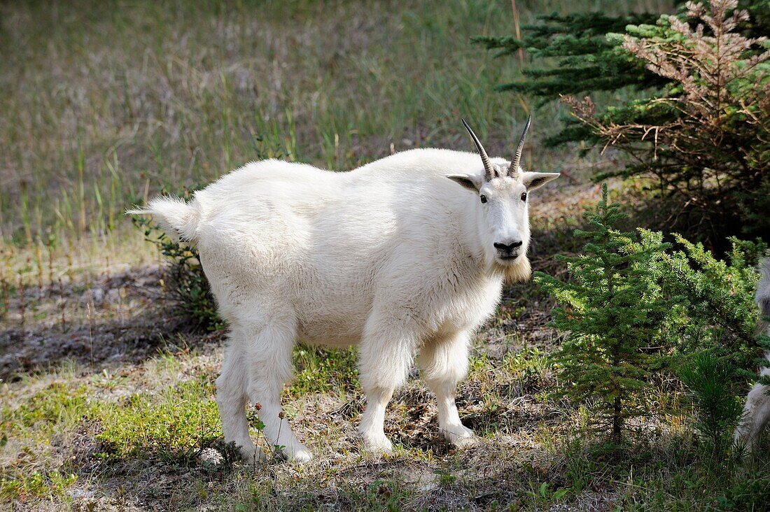 Moutain goat Oreamnos americanus in Jasper National Park  Rocky Mountains, Alberta, Canada