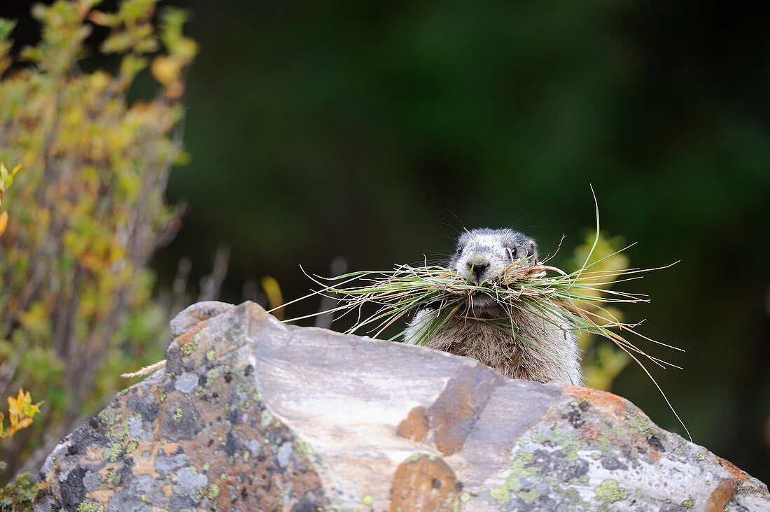 Hoary marmot collecting grass to built nest Marmotta caligata Banff National Park, Rocky Mountains, Alberta, Canada