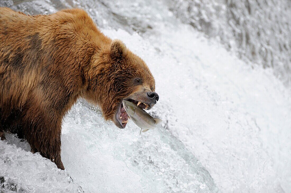 Grizzli bear Ursus arctos horribilis catching salmon in Brooks river, Katmai National Park, Alaska, USA