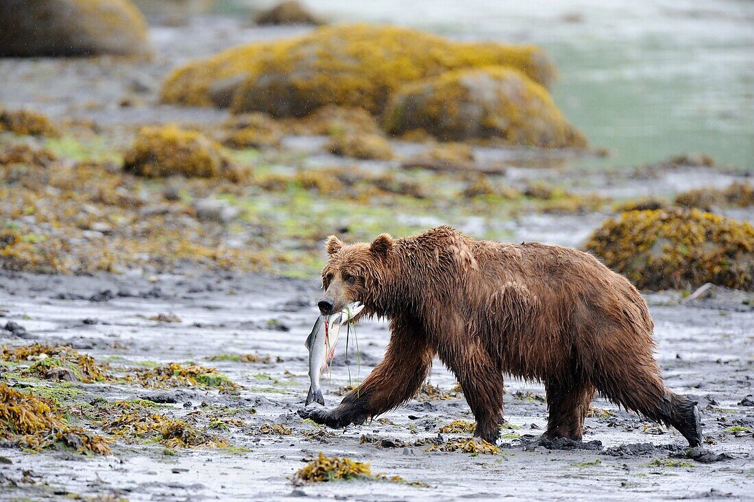 Grizzli bear fishing salmon Ursus arctos middendorffi Kodiak Island, Alaska, USA
