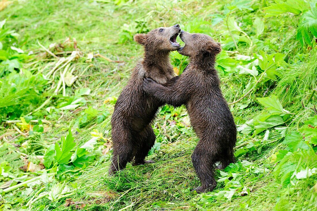 Grizzli bear spring cubs playing fight Ursus arctos middendorffi Kodiak Island, Alaska, USA