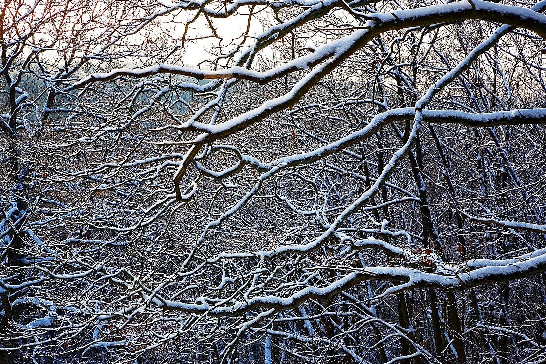 france,île de france,vallée de chevreuse : arbre sous la neige