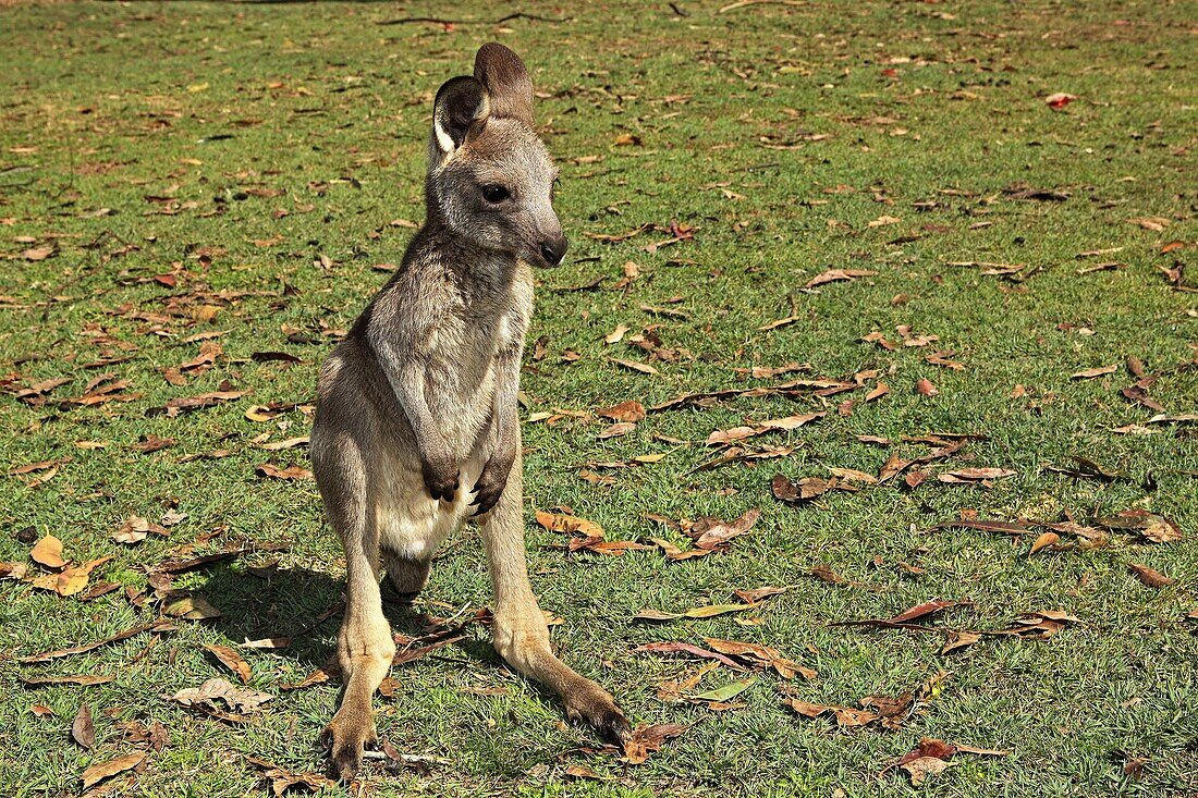 Kangourou gris Grey Kangaroo Macropus giganteus Order: Diprotodontia Family: Macropodidae