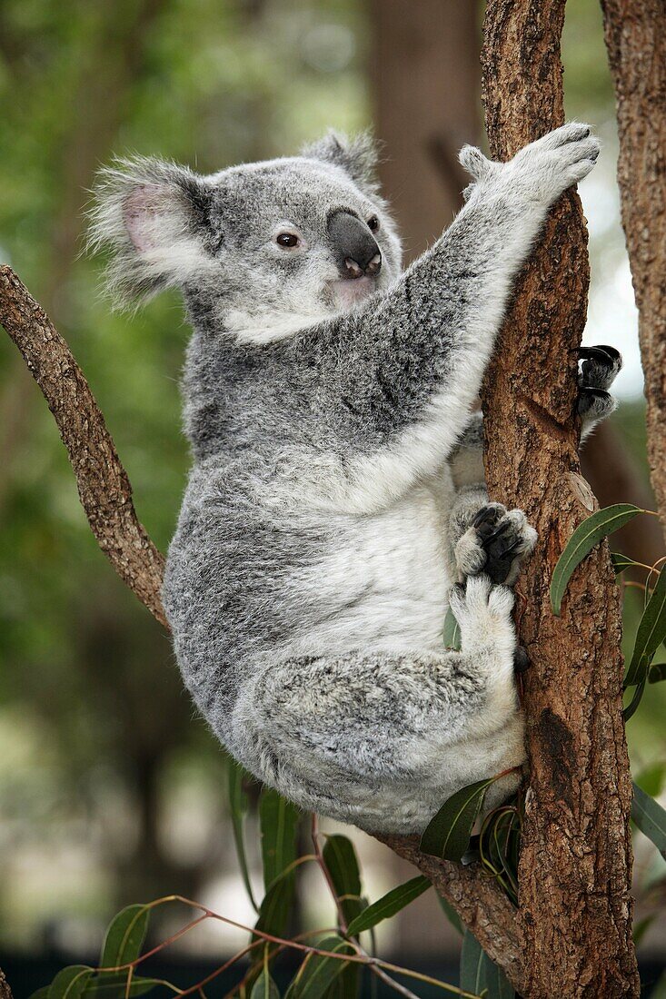 koala cendre Koala Phascolarctos cinereus Queensland  Australia Order: Diprotodontia Family: Phascolarctidae