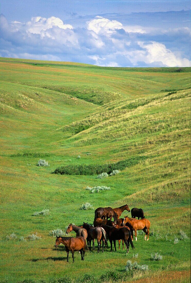 USA, Montana,  Wild horses graze in a field near the Little Bighorn Battlefield