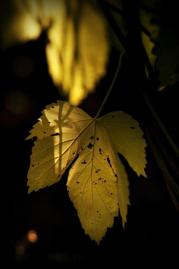 Dry leaf in summer