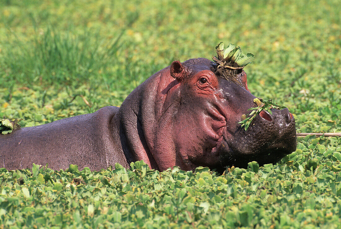 Hippopotamus Hippopotamus amphibius swimming in pond covered with green leaves