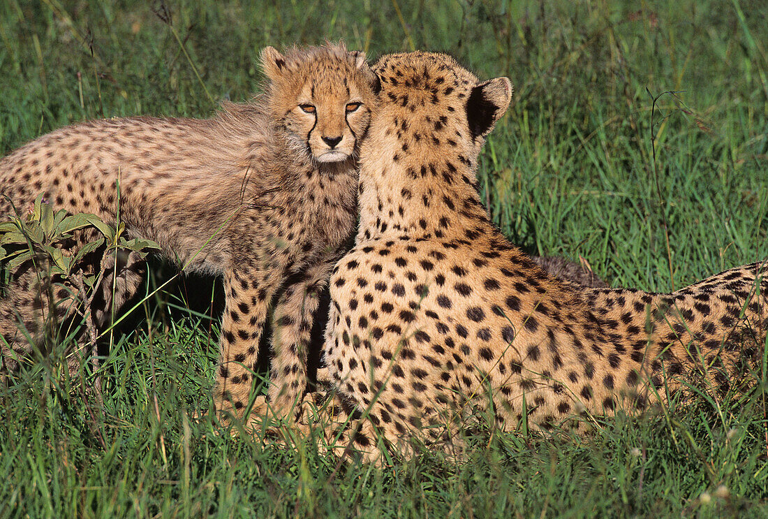 Cheetah mom and cubs Acinonyx jubatus