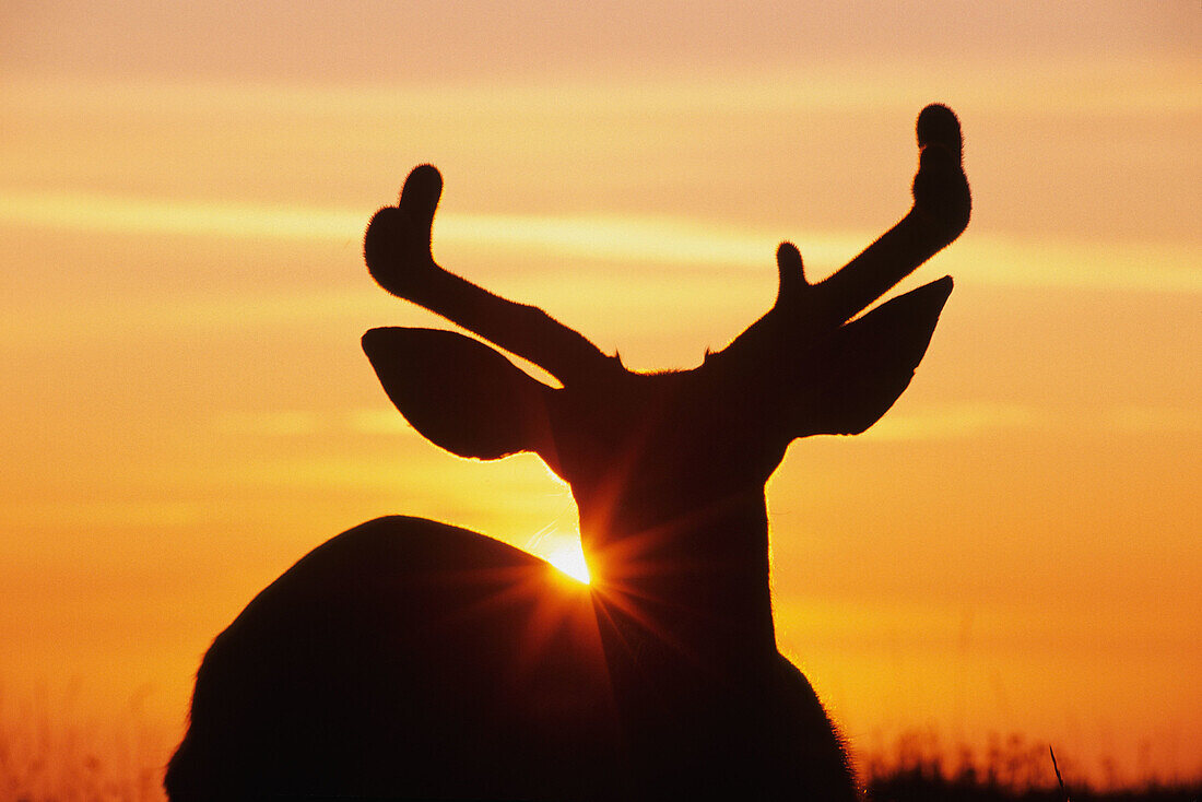 Blacktail or mule deer, silhouetted at sunset