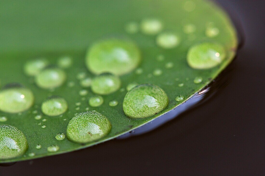 Early morning dewdrops on lily pads